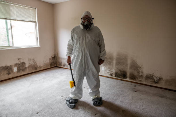 Best Commercial Mold Remediation in Allendale, MI